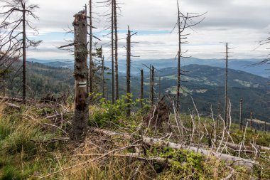 Polonya 'nın Hala Romanka bölgesindeki Zywiecki Beskid tepelerinde solmuş, devrilmiş ağaçlar.