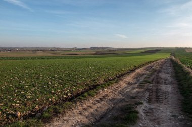 Sonbaharda görülebilir tarlaları olan ve arka plan olarak mahsul yakalayan manzara