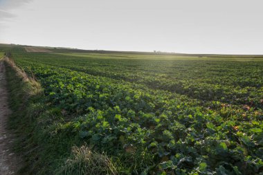 Sonbaharda görülebilir tarlaları olan ve arka plan olarak mahsul yakalayan manzara