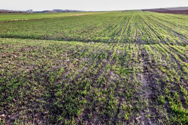 Sonbaharda arka plan olarak görünen tarım arazileri