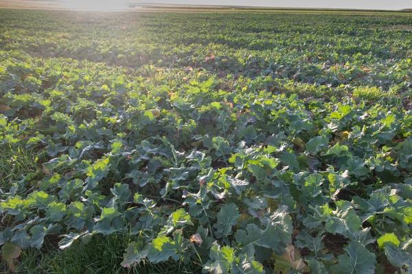 Landskap Med Synlige Åkre Høsten Med Fangstvekster Som Bakgrunn – stockfoto