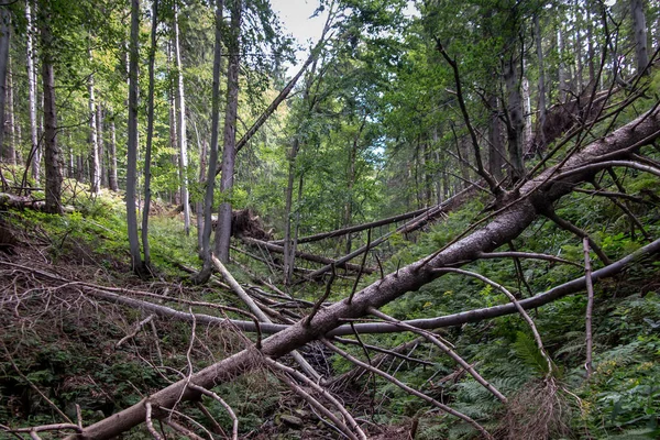 Upadłe Drzewa Rezerwacie Przyrody Romanka Beskidzie Żywieckim Polsce — Zdjęcie stockowe