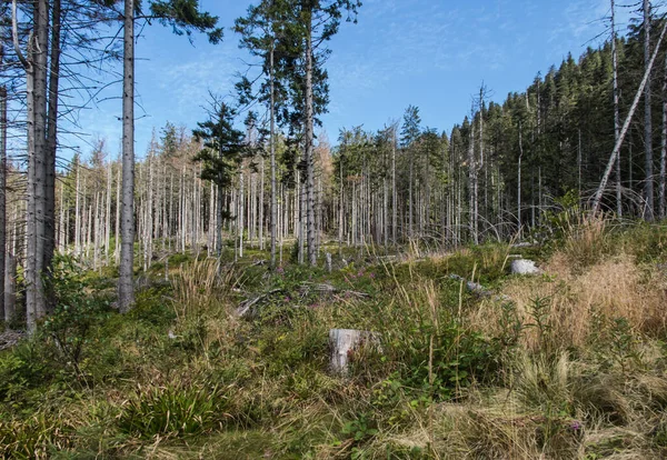 ポーランドのBeskid Zywiecki山のRomankaとRysiankaの地域で死んだ木がたくさんある山の森 — ストック写真