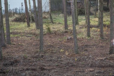 Sonbahar havasında ayakta duran çam ağaçları gövdeleri