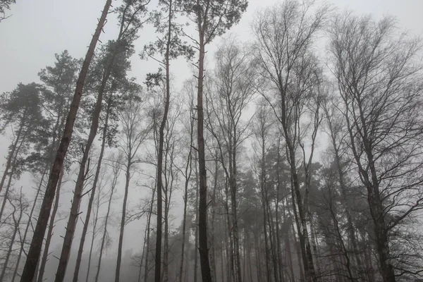 Nebel Wald Schafft Ein Düsteres Bild Als Hintergrund — Stockfoto