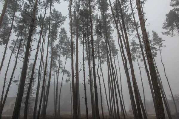 Köd Erdőben Létre Egy Komor Kép Mint Háttér — Stock Fotó