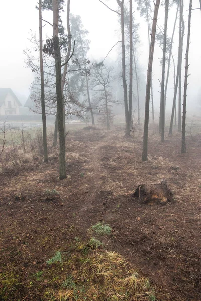 Nevoeiro Floresta Criando Uma Imagem Sombria Como Fundo — Fotografia de Stock