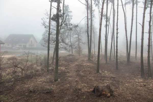 Nebel Wald Schafft Ein Düsteres Bild Als Hintergrund — Stockfoto