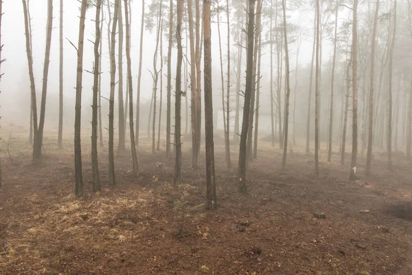 Nebel Wald Schafft Ein Düsteres Bild Als Hintergrund — Stockfoto