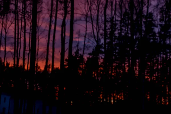 Sonnenuntergang Über Einem Wald Mit Einem Ungewöhnlich Farbigen Himmel Als — Stockfoto