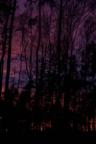 Sonnenuntergang Über Einem Wald Mit Einem Ungewöhnlich Farbigen Himmel Als — Stockfoto