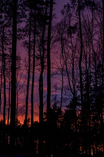 Sonnenuntergang Über Einem Wald Mit Einem Ungewöhnlich Farbigen Himmel Als — Stockfoto