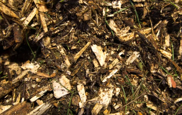 Biomassza Faforgács Formájában Amelynek Szennyeződései Biomassza Kazánok Tüzelőanyagaként Egy Halomban — Stock Fotó