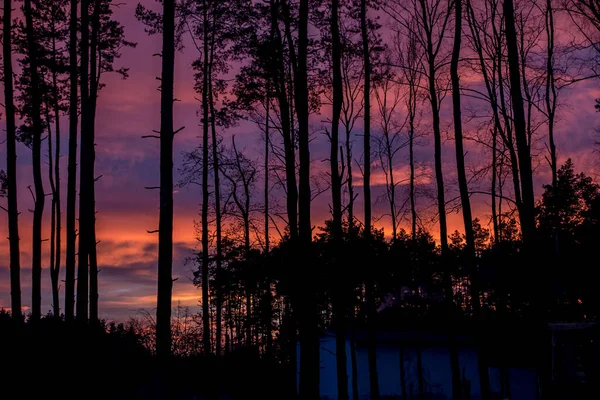 Sonnenuntergang Über Einem Wald Mit Einem Ungewöhnlich Farbigen Himmel Als — Stockfoto