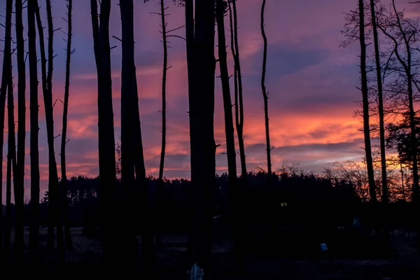 Sonnenuntergang Über Einem Wald Mit Einem Ungewöhnlich Farbigen Himmel Als — Stockfoto