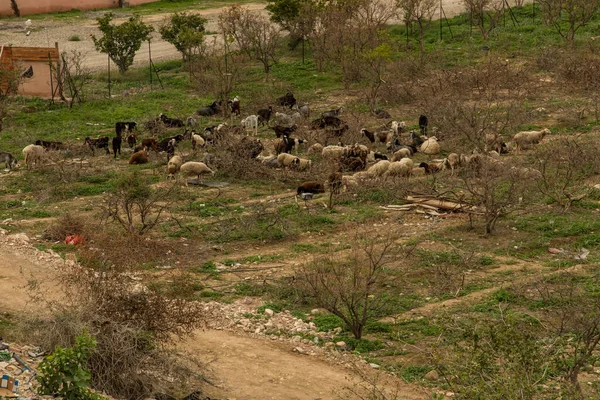 Moutons Chèvres Paissant Pied Montagne Des Tentations Jésus Jéricho Israël — Photo