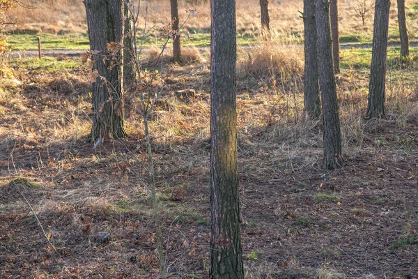 Törzsek Álló Fenyőfák Őszi Időjárás — Stock Fotó