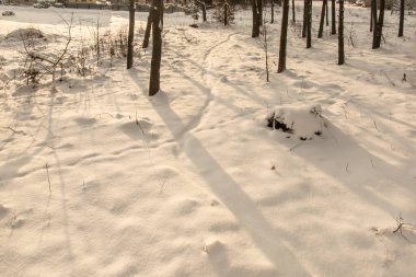 Ormanda karlı kış. Ağaçlar, çalılar ve kütükler beyaz bir kar tabakasıyla kaplı..