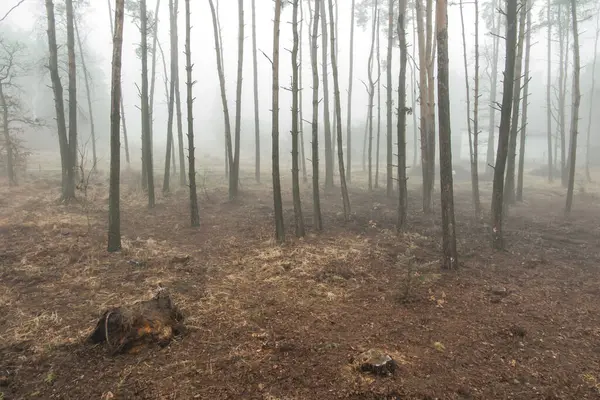 Nebel Wald Schafft Ein Düsteres Bild Als Hintergrund — Stockfoto