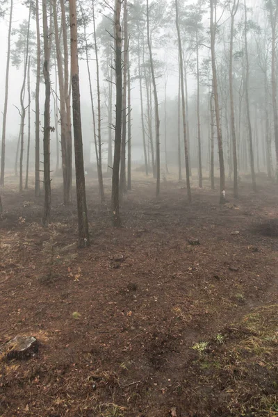 Köd Erdőben Létre Egy Komor Kép Mint Háttér — Stock Fotó