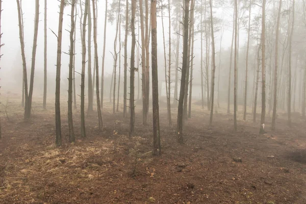 Mlha Lese Vytváří Ponurý Obraz Jako Pozadí — Stock fotografie