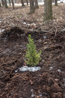 Orman için saksıdan küçük bir kozalaklı çalı dikildi.