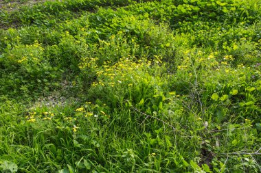 İncil 'deki yemyeşil vadi yemyeşil, taze otlarla dolu. Yağmur mevsiminde İsrail 'in Celile Denizi' ndeki bölgeler.