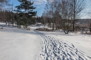 Orman yolunda, göl kenarında. Güneşli bir kış gününde.