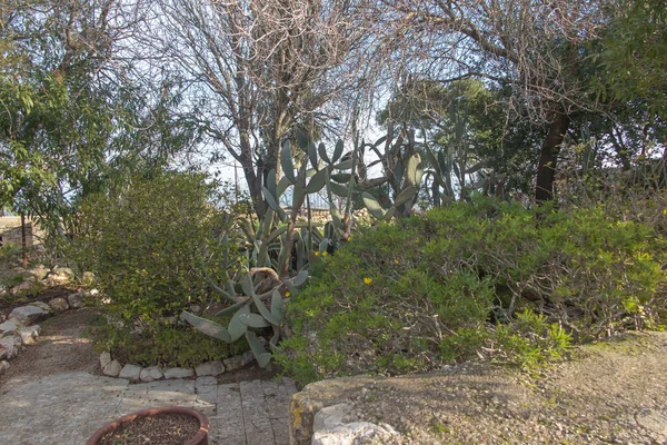 Fragment Franciscan Garden Mount Tabor Israel — Stock Photo, Image