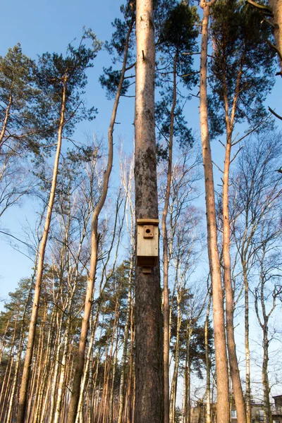 Caixa Nidificação Para Aves Suspensas Uma Árvore — Fotografia de Stock