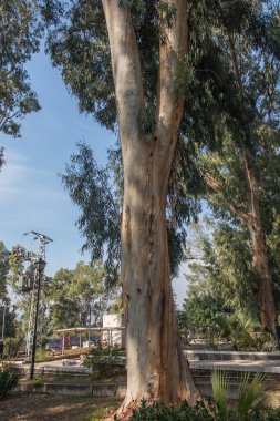Kilisenin etrafındaki güzel ağaçlarla birlikte İsrail 'deki Celile Denizi' ndeki Güzellikler Dağı 'na park et.