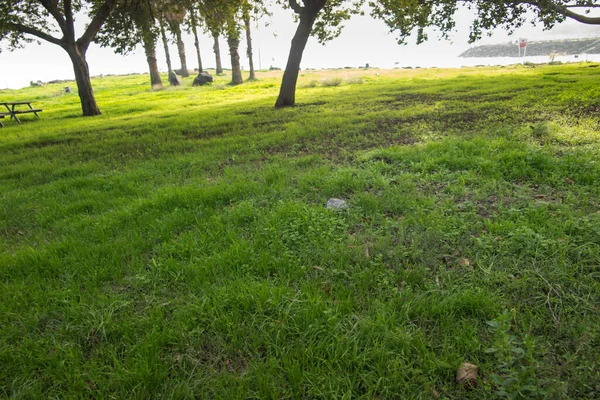 Biblical Green Valley Full Lush Fresh Grass Areas Sea Galilee — Stock Photo, Image