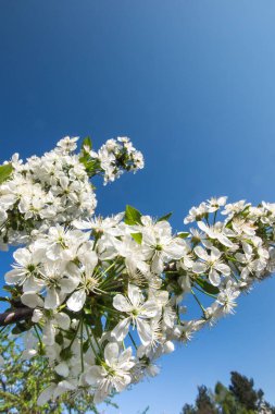 Mavi gökyüzüne karşı bir sürü beyaz çiçekli kiraz.