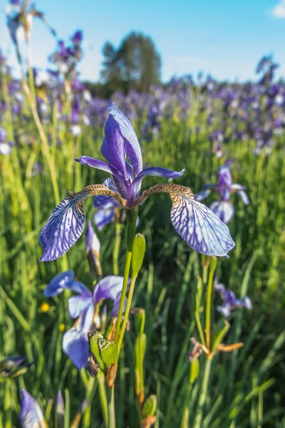 Une Prairie Forestière Kalety Pologne Avec Iris Sibérien Grande Échelle — Photo