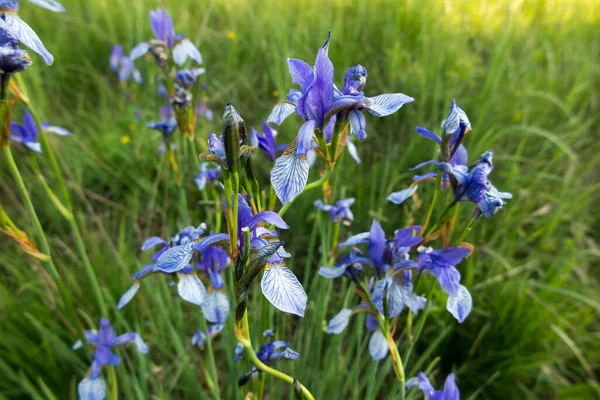Een Bosweide Kalety Polen Met Een Grootschalige Bloeiende Siberische Iris — Stockfoto