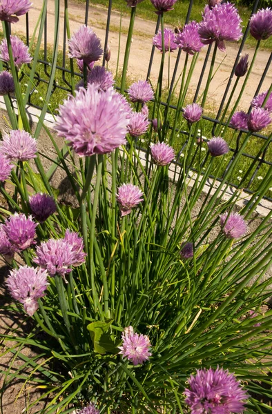 Grupo Cebollino Con Flores Púrpuras Jardín Del Patio Trasero —  Fotos de Stock