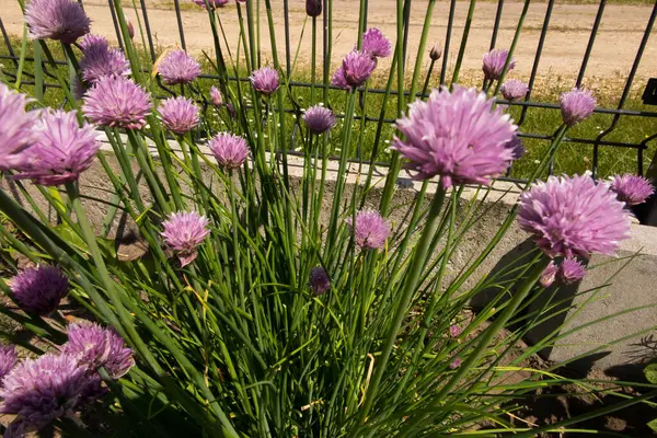 Klump Gräslök Med Lila Blommor Trädgården — Stockfoto