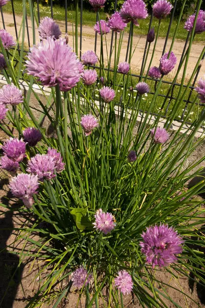 Schnittlauch Mit Lila Blüten Garten Hinterhof — Stockfoto