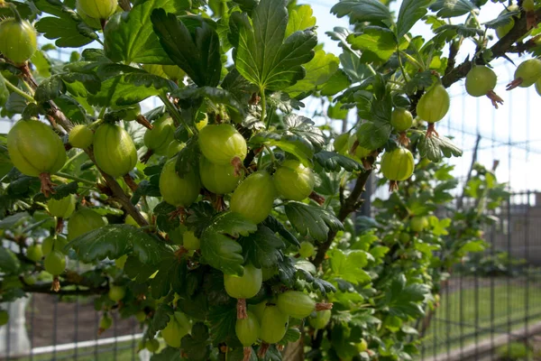 Grüne Stachelbeeren Strauch Noch Nicht Reif Halbreif — Stockfoto