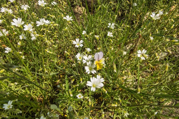 Łąka Kwiat Dużą Ilością Małych Białych Kwiatów Zbliżenie — Zdjęcie stockowe