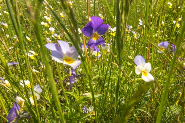 Bloeiende Bloemenweide Met Veel Wilde Viooltjes — Stockfoto