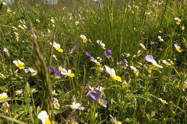 Bloeiende Bloemenweide Met Veel Wilde Viooltjes — Stockfoto