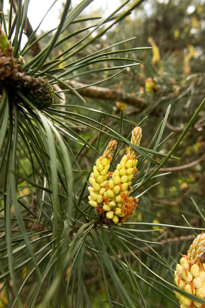 Virágzó Fenyő Amely Nagy Mennyiségű Pollen Lebegését Allergiában Szenvedők Kockázatát — Stock Fotó