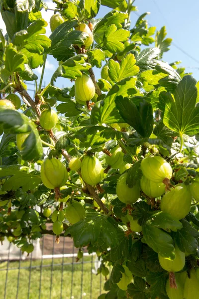 Green Gooseberries Shrub Yet Ripe Half Ripening — Stock Photo, Image