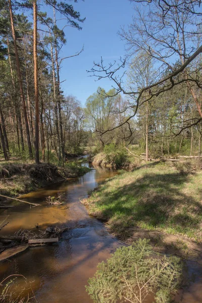 Leito Rio Mala Panew Região Kalety Polônia Com Árvores Caídas — Fotografia de Stock