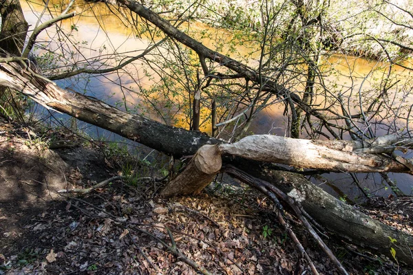 Daños Los Bosques Causados Por Actividad Castores Río Mala Panew — Foto de Stock