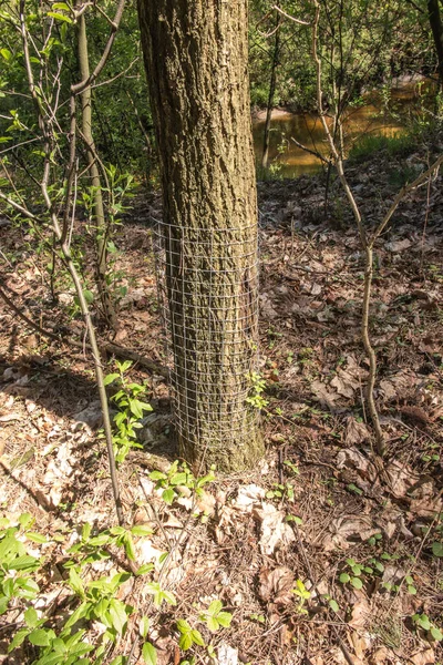 Troncos Árvores Envoltos Uma Malha Arame Para Afugentar Roedores Castores — Fotografia de Stock
