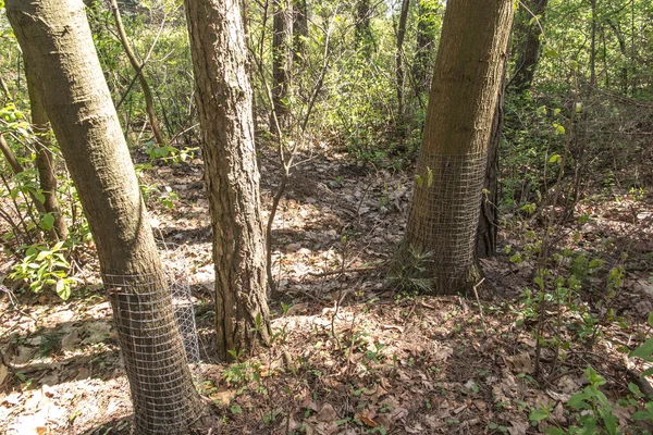 Kmeny Stromů Zabalené Drátěném Pletivu Aby Odstrašily Hlodavce Bobry Kteří — Stock fotografie