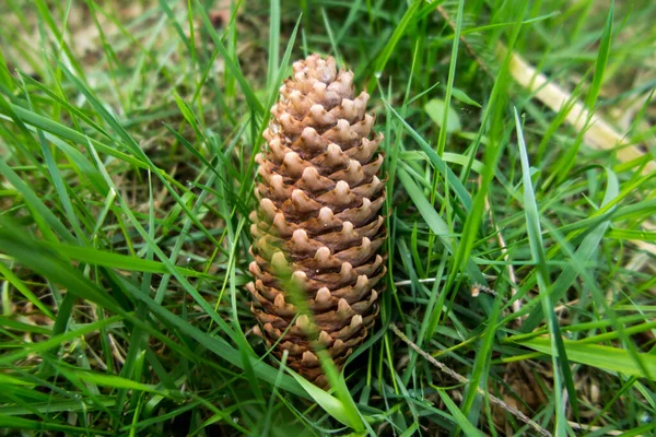 Dry Spruce Cone Lying Green Grass — Stock Photo, Image