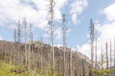 Polonya 'daki Tatra Milli Parkı' ndaki kuru ağaçlar, Koscieliska Vadisi 'nin alanı ve Ornak zirvesinin girişi.